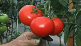 Глобальное потепление повредит мировому производству томатов